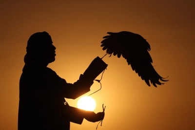 falcon.jpg Image