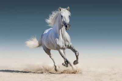horse.jpeg Image